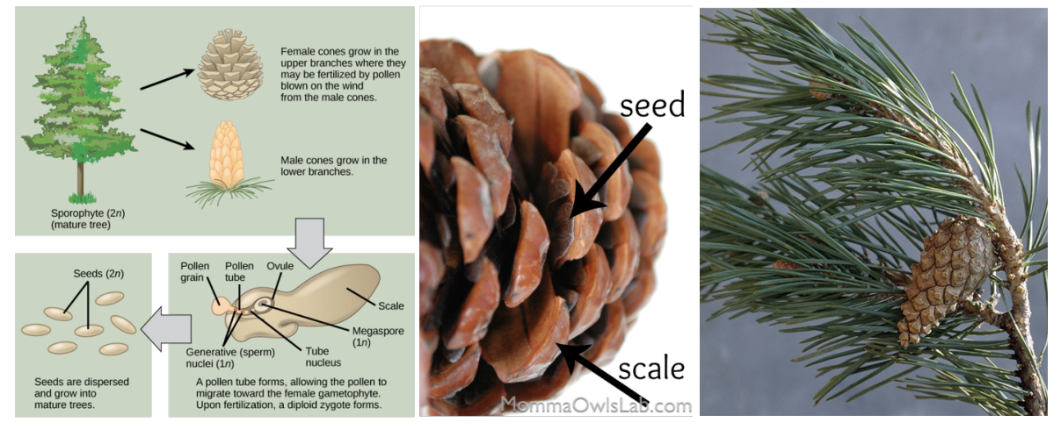 <p>do not produce flowers or fruit, found in drier environments, narrower tracheids (xylem tubes) (ex: confers, produce cones rather than fruits, have modified, drought-resistant leaves)</p>