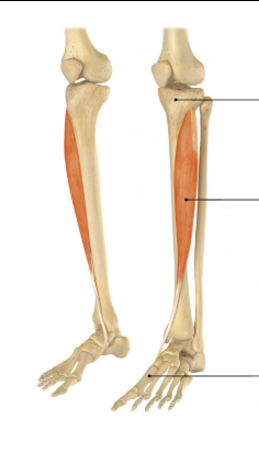 <p>Name &amp; function</p>