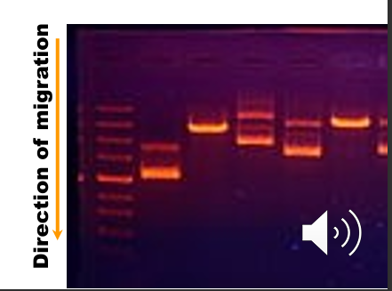 <p>- Molecular-size standards (DNA ladder) are separated on the same gel.</p><p>- Unknown fragments are compared with the standards.</p><p>- Smaller DNA molecules migrate further.</p><p>- Nucleic-acid-binding fluorescent dyes allow visualisation under UV light.</p><p>- Examples: ethidium bromide and GelRed.</p><p>- Standard migration can be graphed to estimate fragment size.</p>