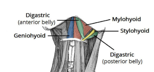 <p>anterior belly of the digastric muscle </p><p>mylohyoid </p><p>geniohyoid </p>