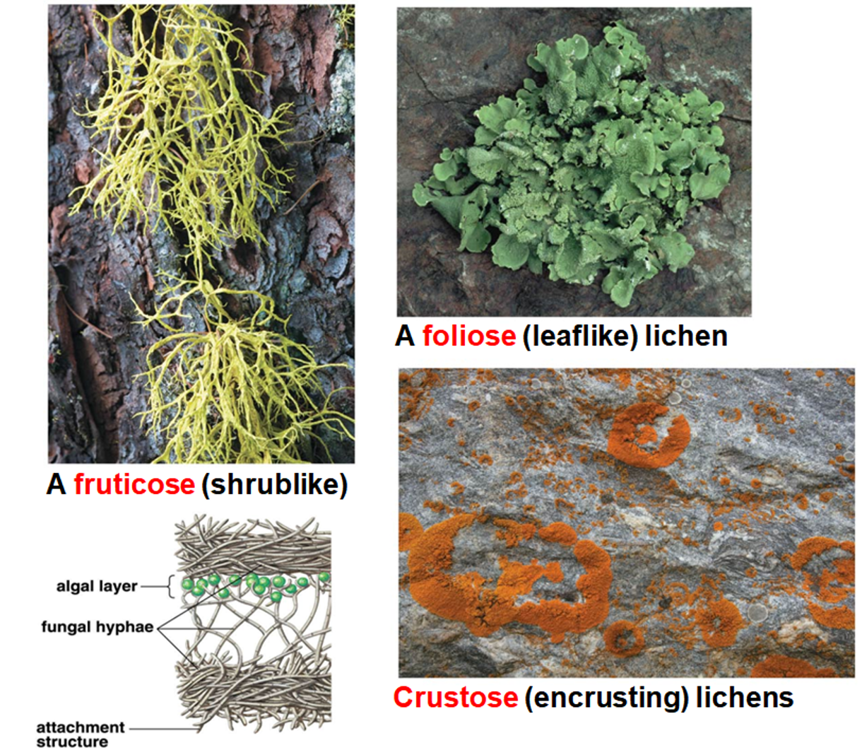 <p>Lichen</p>
