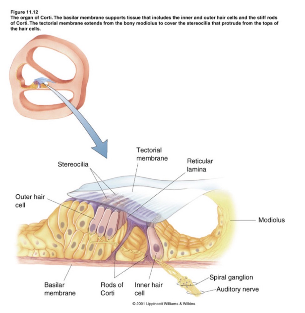 <p><span><span>•Sits on the </span><strong><span>basilar membrane (BM)</span></strong></span></p><p class="s21"><span><span>•The organ of Corti is made up of sensory cells</span></span></p><p class="s84"><span><span>•</span><strong><span>Inner hair cells</span></strong></span></p><p class="s84"><span><span>•</span><strong><span>Outer hair cells</span></strong></span></p><p class="s84"><span><span>•Supporting cells</span></span></p><p class="s21"><span><span>•</span><strong><span>Tectorial membrane</span></strong><span>overlays hair cells</span></span></p>