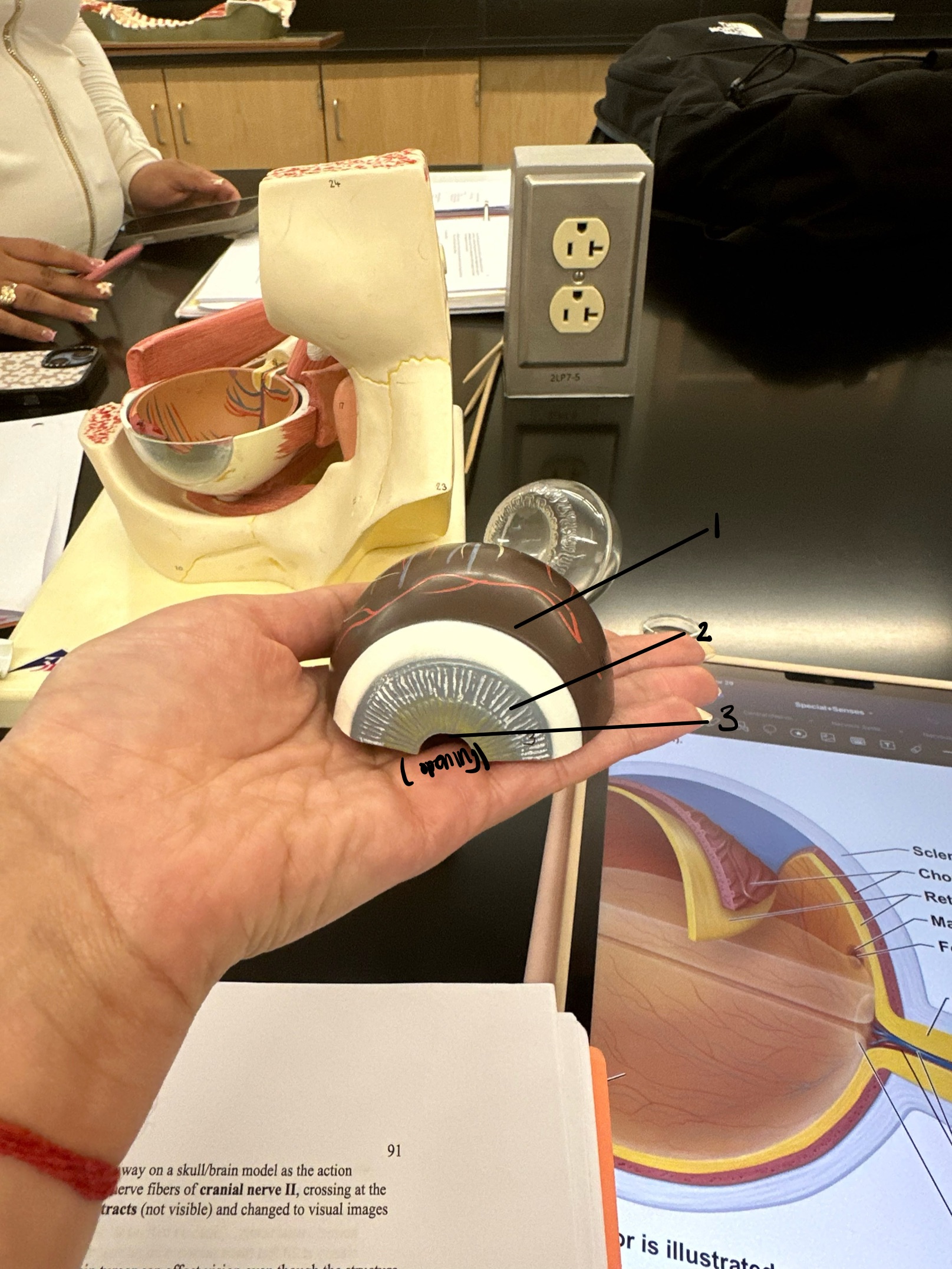 <p>this makes up the vascular layer</p>