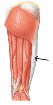 <p>Which of the following statements correctly described the structure indicated by the arrow?</p><p>its a cartilaginous reinforcement of the fascia lata, the deep fascia of the thigh</p><p>its a fibrous reinforcement of the fascia lata on the medial side of the thigh</p><p>it is a reinforcement of the fascia lata that runs between the lumbar area to the lateral knee</p><p>its a fibrous reinforcement of the fascia lata and helps stabilise the knee</p>
