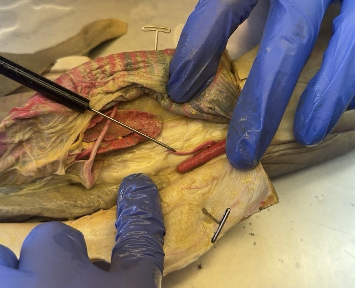 <p>what is this?</p>