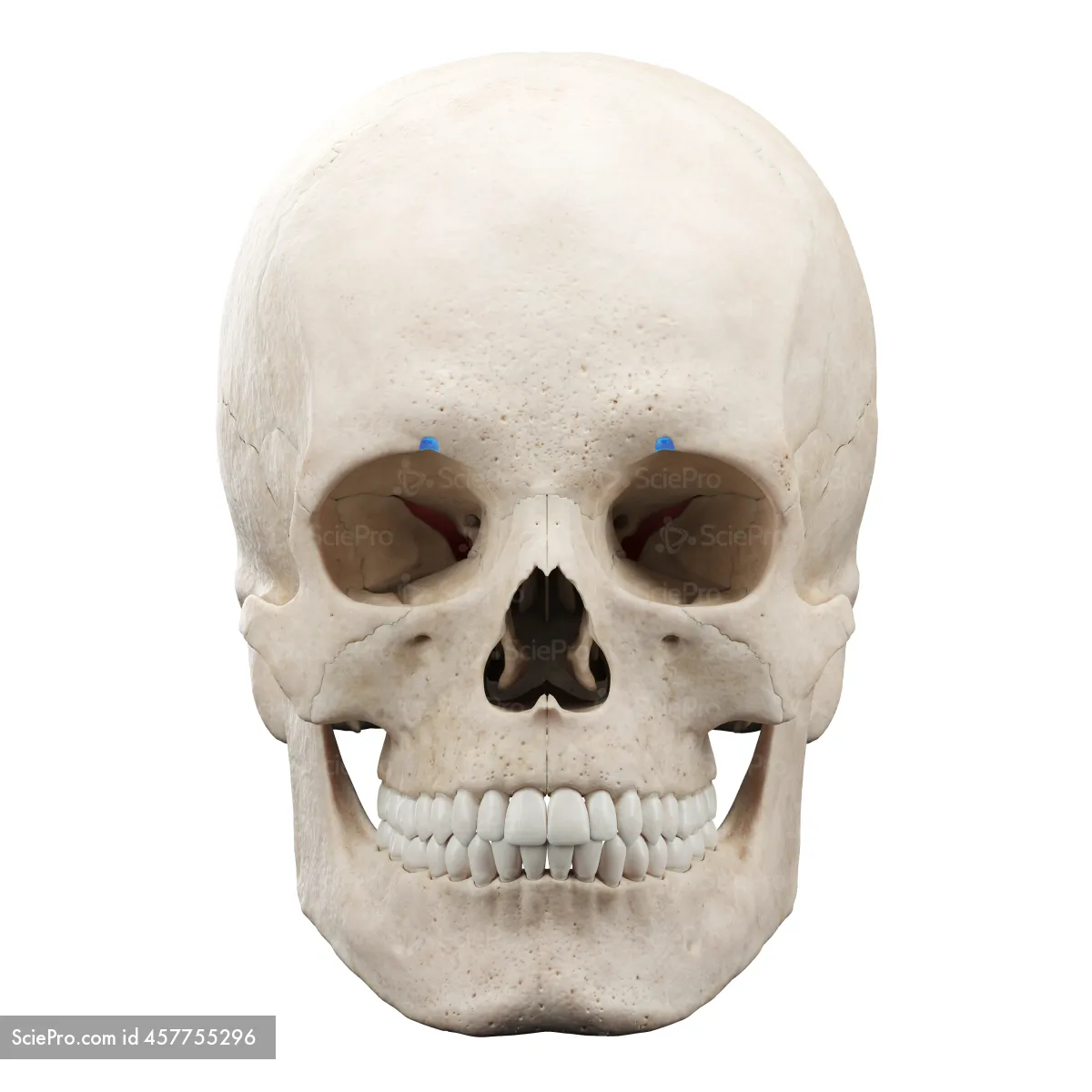 <p>Directly above the eye. Sexually dimorphic</p>