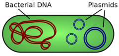 <p>extrachromosomal; horizontally</p>