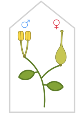 <p>for PLANTS (not flowers)</p>