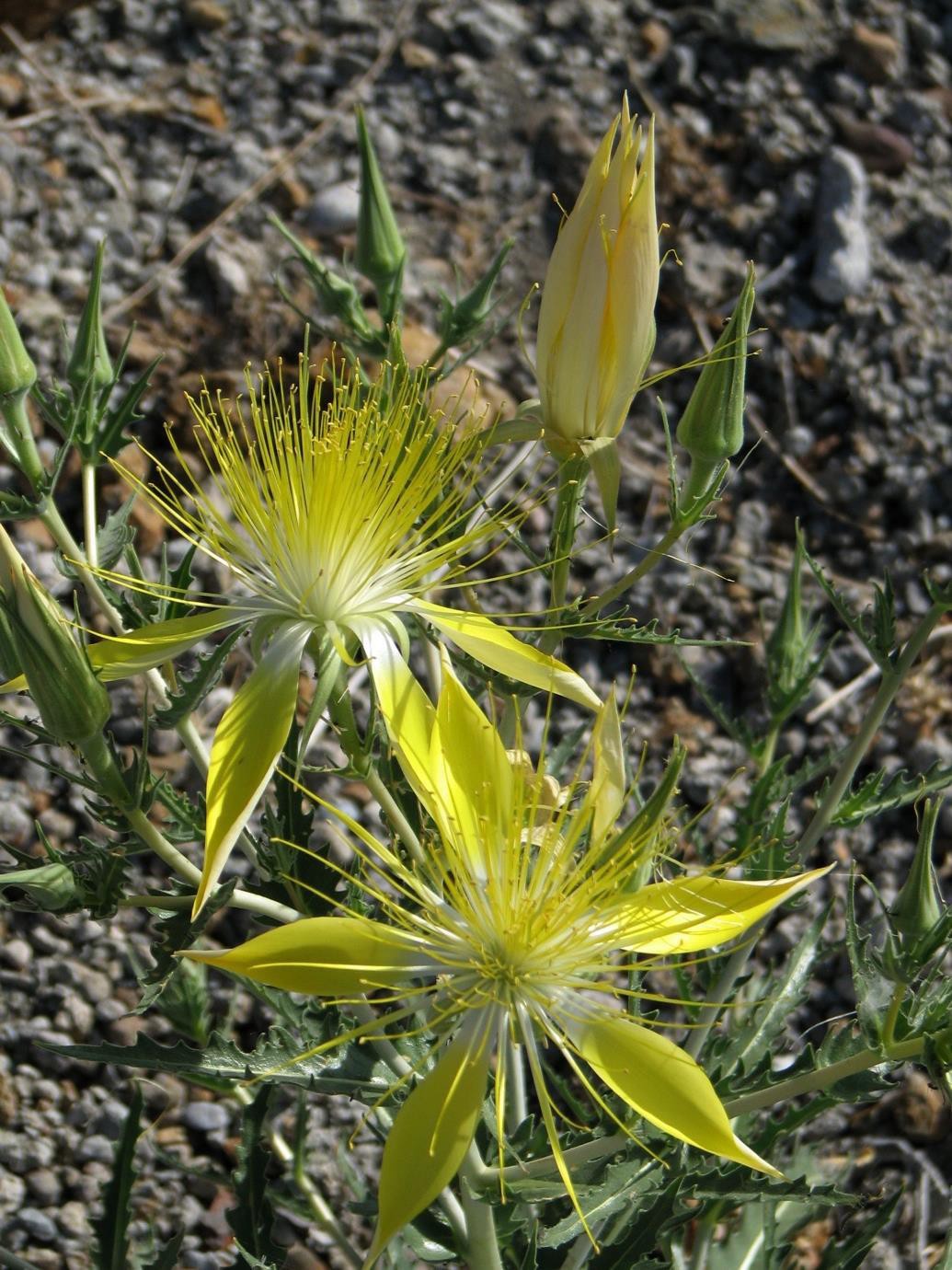 <p>Many Stamen. Fluffy Or serrated leaves.</p>