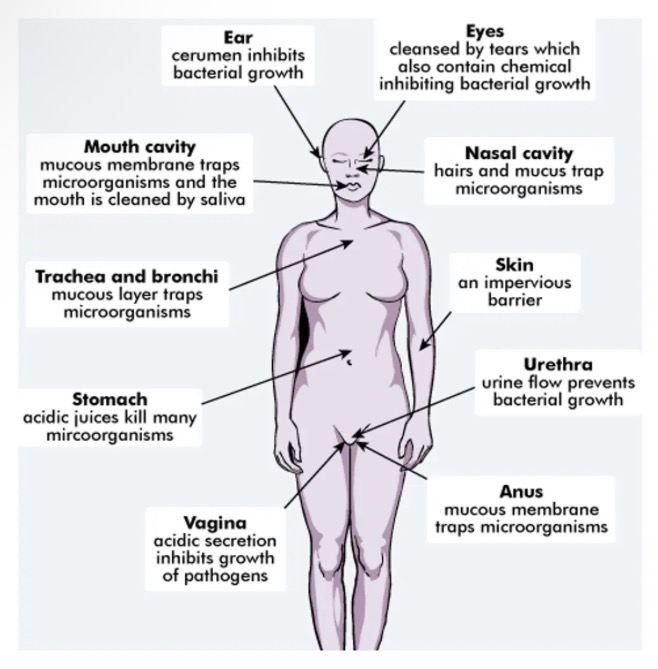 <ul><li><p>Body's first line of defence against pathogens.</p></li><li><p>Not directed at a particular/specific pathogen. </p></li><li><p>Work against all pathogens in the same way. </p></li><li><p>Can be classified into external and internal.</p></li></ul><p></p>