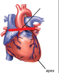 <p>Base of heart</p>