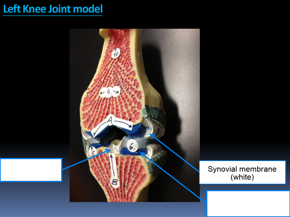 Structure: Synovial membrane (white)