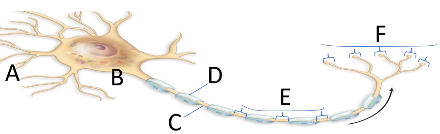 <p>Label and describe each part of the neuron</p>