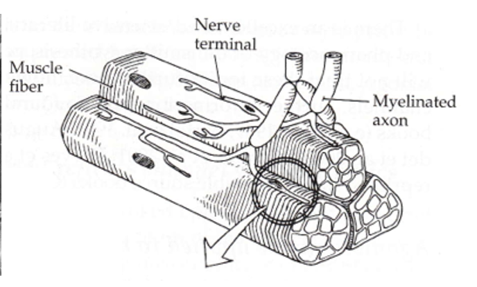 <p>presynaptic specializations formed by motor axons that branch from ventral horn in spinal cord to reach muscle fiber</p>
