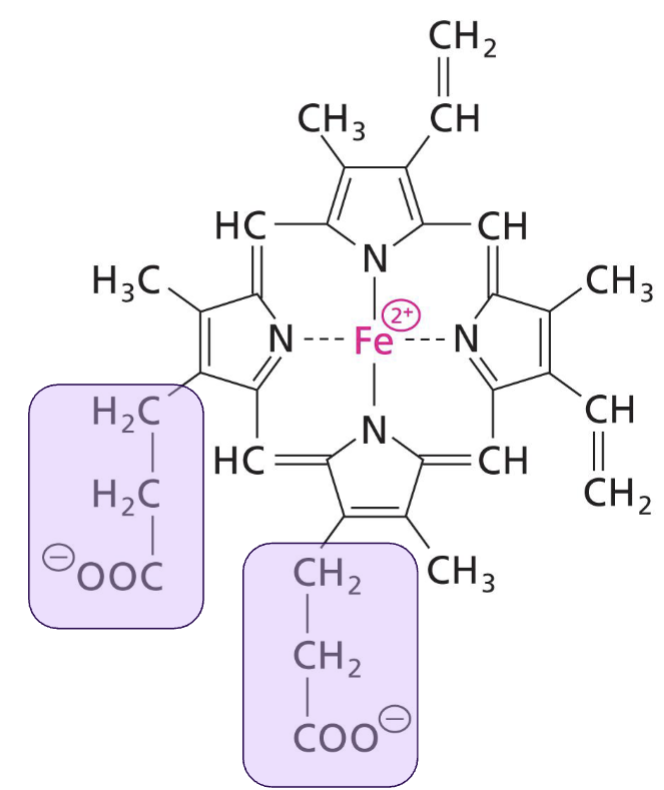 <p>Circular and planar nonprotein. Porphyrin ring (Fe<sup>2+</sup> coordinated between 4 N) located at center. Aliphatic ring section that branches out from ring is hydrophobic, two propionyl groups at the bottom of the ring are polar</p>