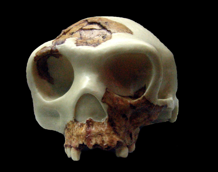 <p>Homo antecessor</p>