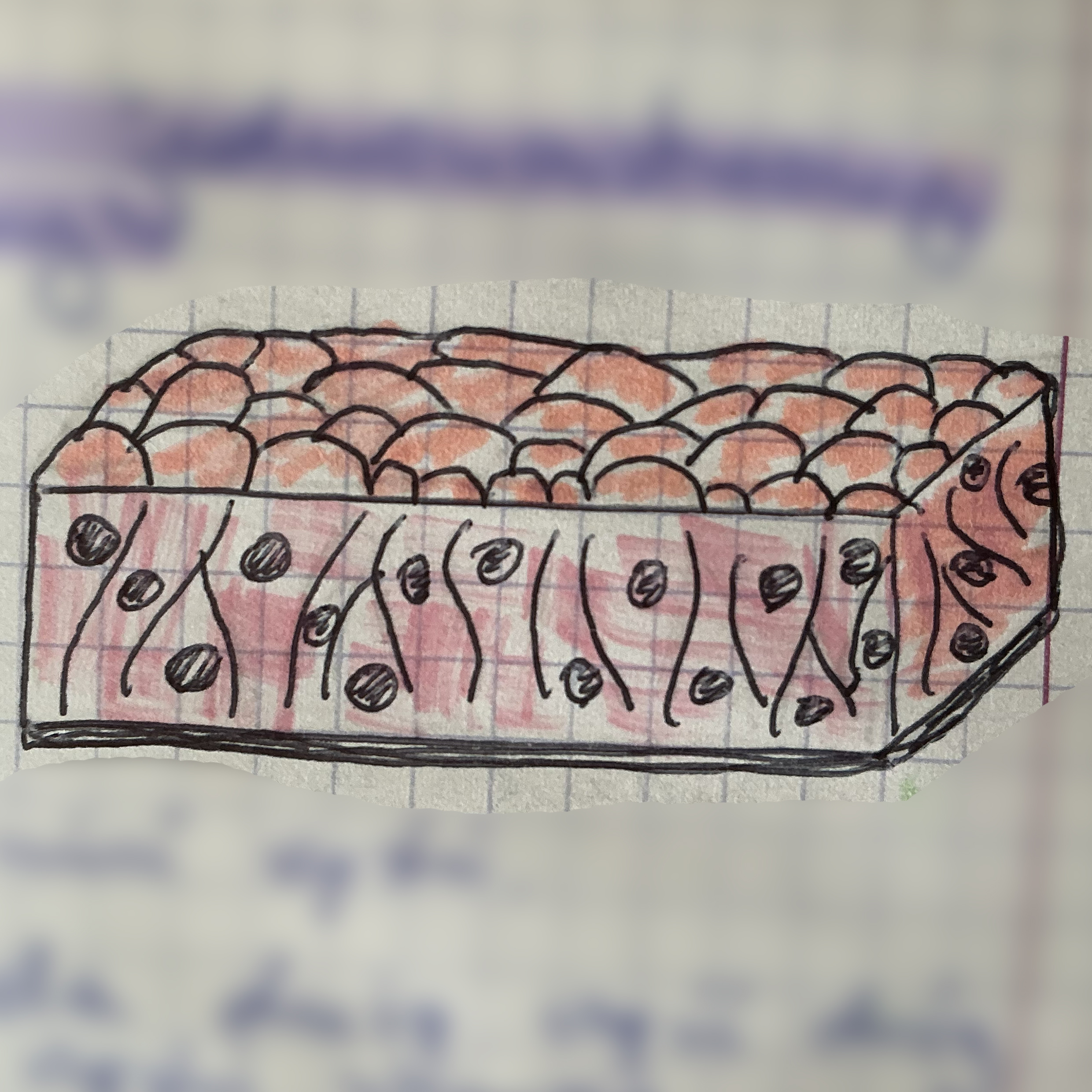 <p>jaka to tkanka?</p>