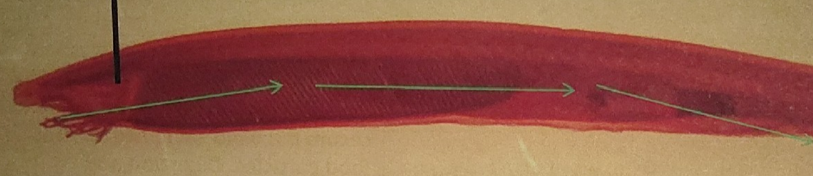 <p>What is this pointed to on the lancelet </p>