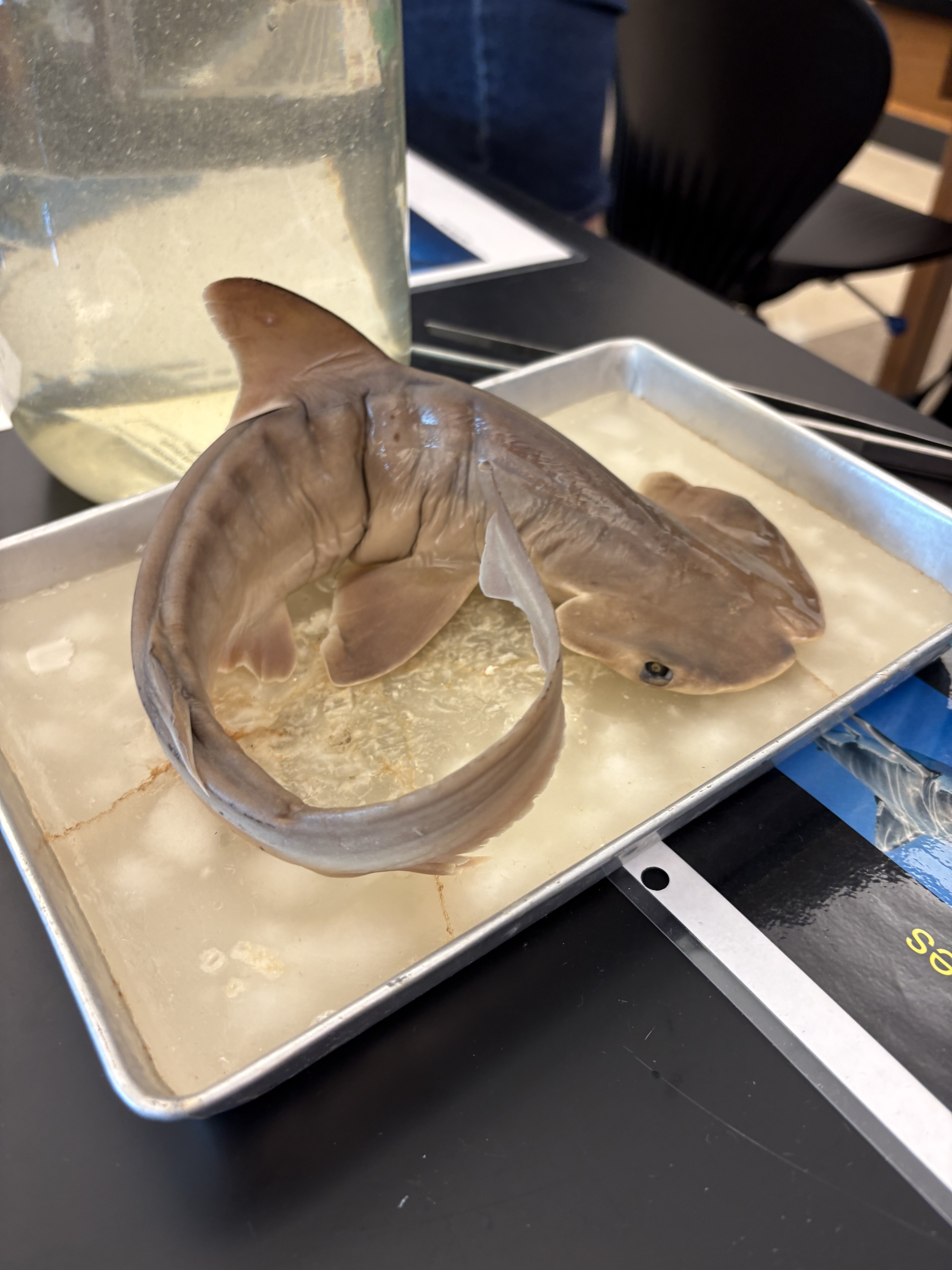 <p>What is the Superclass, Class, Subclass, Order, and Name for this species?</p>