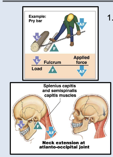 <ul><li><p>First-Class Lever (AF - F - L)</p><ul><li><p><strong>Fulcrum (F) is between</strong> the applied force (AF) and the load (L)</p></li><li><p>Acts like a <strong>pry bar</strong></p></li><li><p>Distance moved depends on the size of <strong>force</strong> and <strong>load</strong>, and how far each is from the <strong>fulcrum</strong></p></li></ul><p></p></li></ul><p></p>