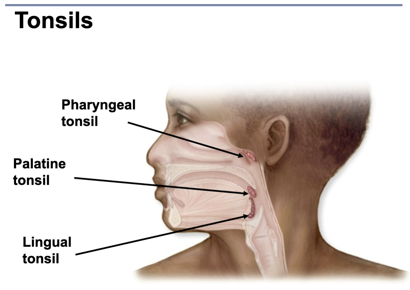 <p>What are Lingual tonsils</p>