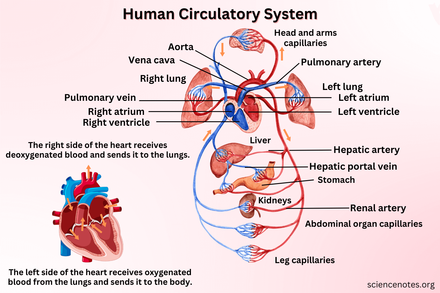 <p>Cardiovascular System</p>