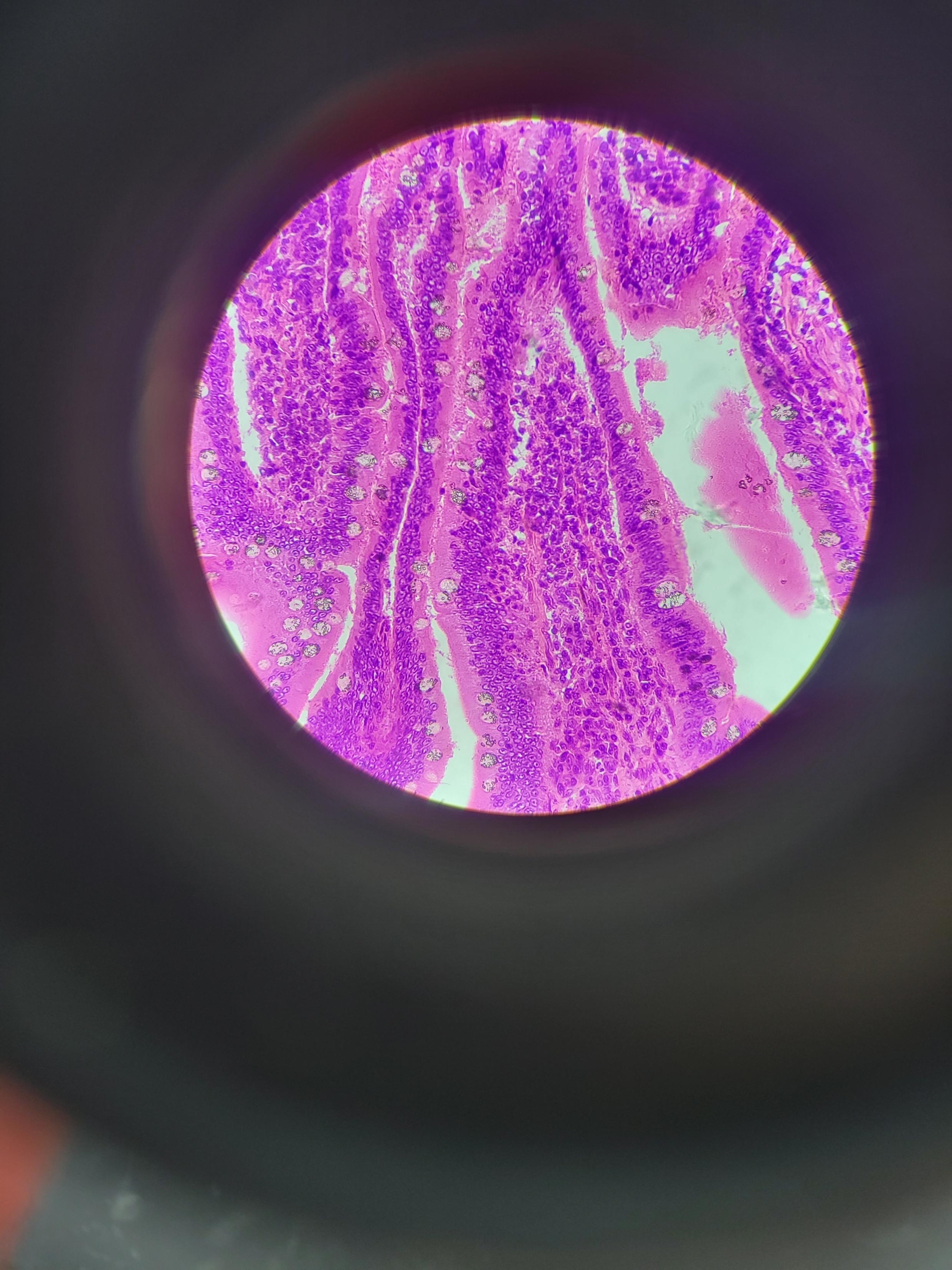 <p>What tissue is this? What is its function</p>