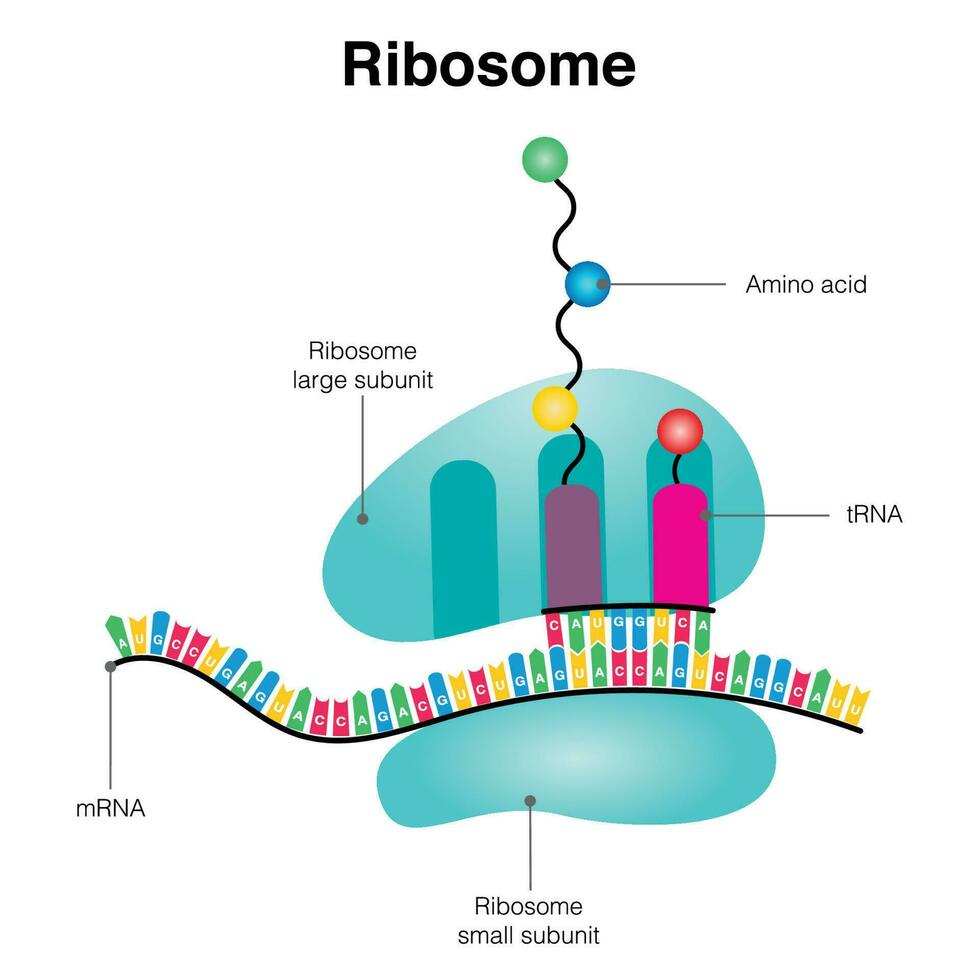 <ul><li><p>mRNA exits nucleus and is translated by ribosomes</p></li><li><p>genetic code read in codons; each codon specifies an amino acid</p></li><li><p>start codon: AUG (methionine)</p></li><li><p>stop codons: UAA, UAG, UGA</p></li><li><p>redundancy in code buffers some mutations</p></li></ul><p></p>