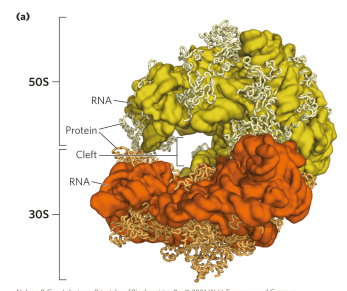 <p>the 50s and 30s subunits come together to form a cleft that allows for the passage of mRNA (where peptide bond forms). Where the peptide bond forms is actually an RNA compartment, so there’s no protein around that region (the active site for peptide bond formation). Therefore, we consider a ribosome a ribozyme bc the business part of it is made of RNA. </p>