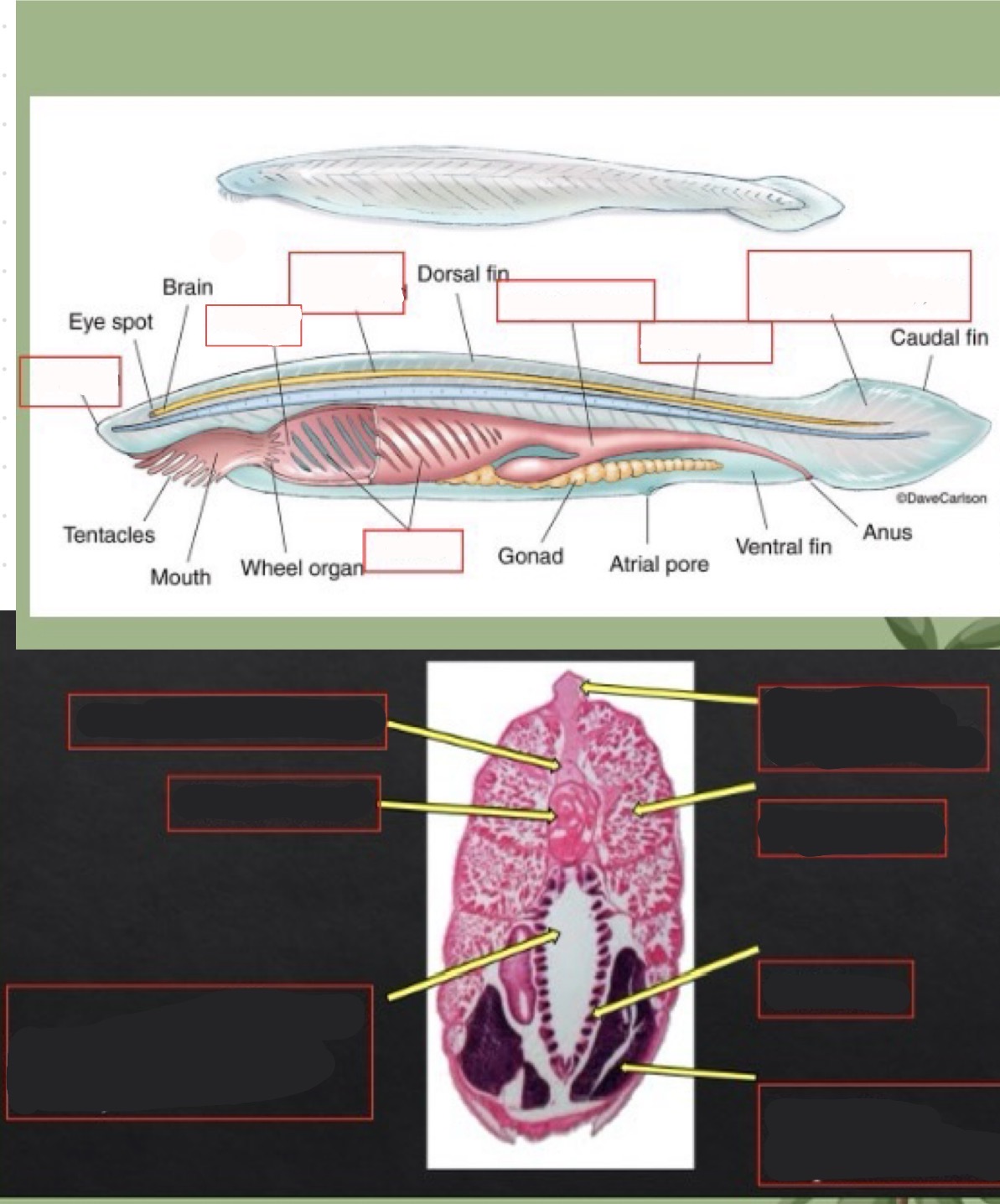 <p>lancelet structures and functions</p>