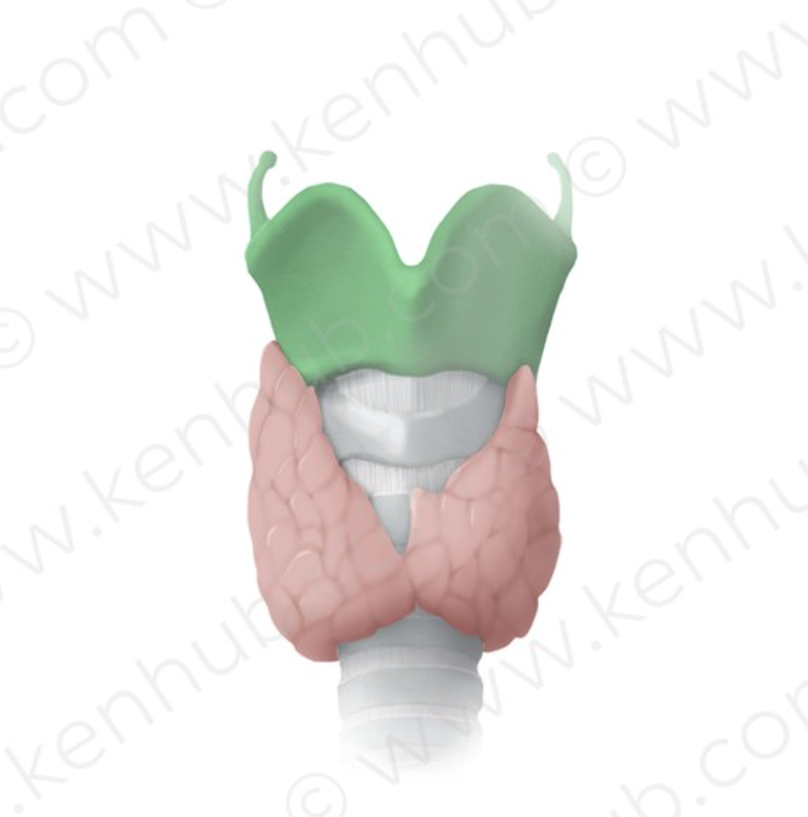 <p>Largest laryngeal cartilage; forms the Adam’s apple; protects vocal cords.</p>