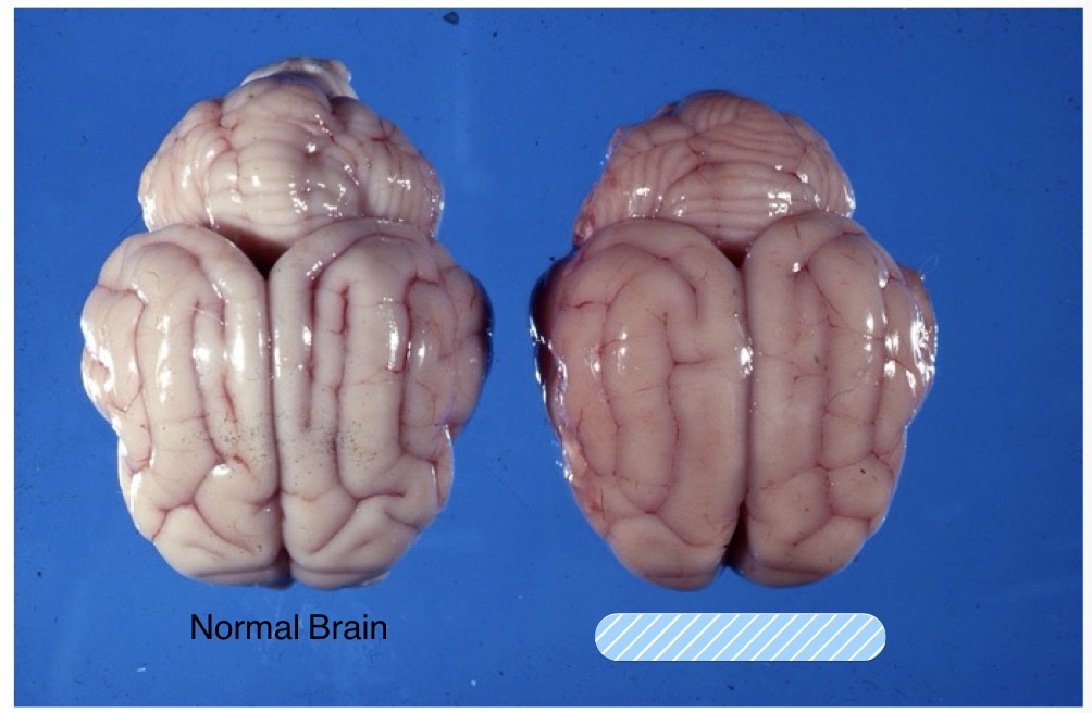 <p>Name the lesion + observations that support that diagnosis</p>