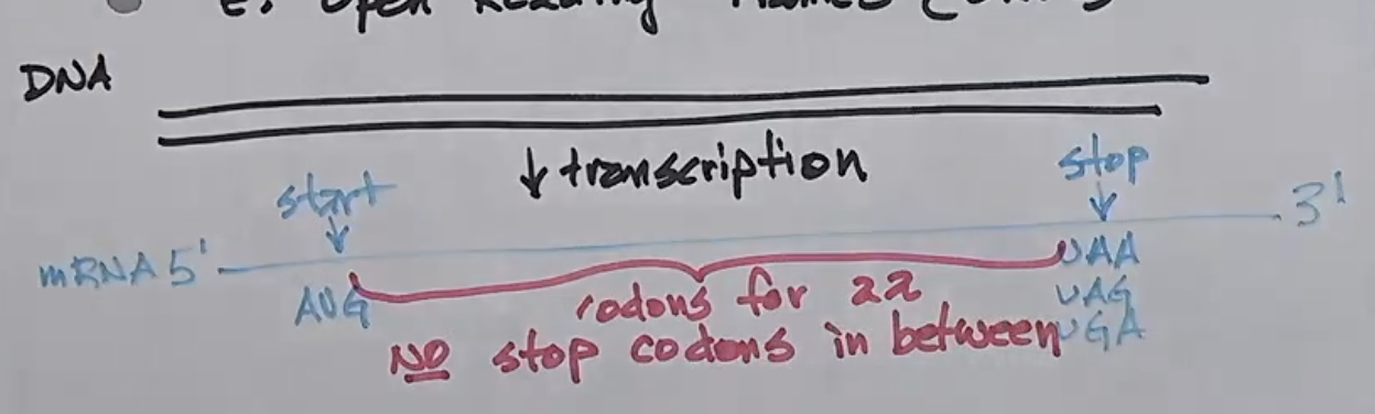 <p>The section of an mRNA that lies between the start codon and the stop codon </p><ul><li><p>start codon is on the 5’ on the mRNA </p></li><li><p>stop codon is on the 3’ on the mRNA </p></li></ul><p></p>