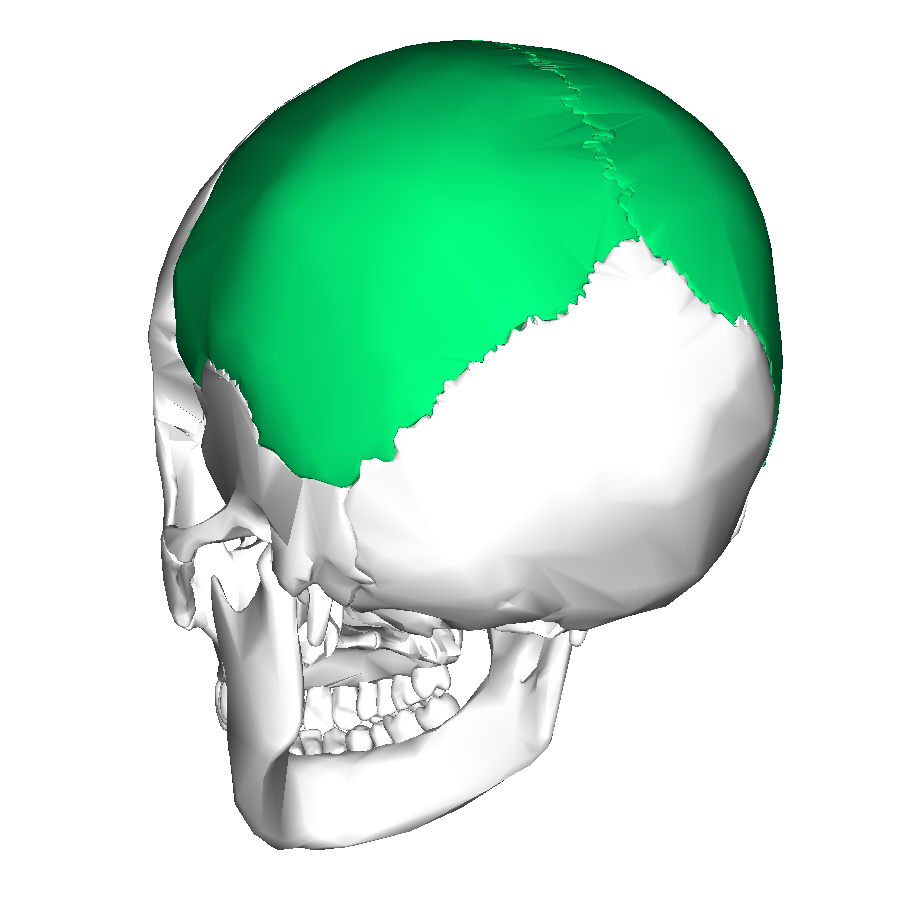 <p>What is shape are the frontal and parietal bones of the skull?</p>