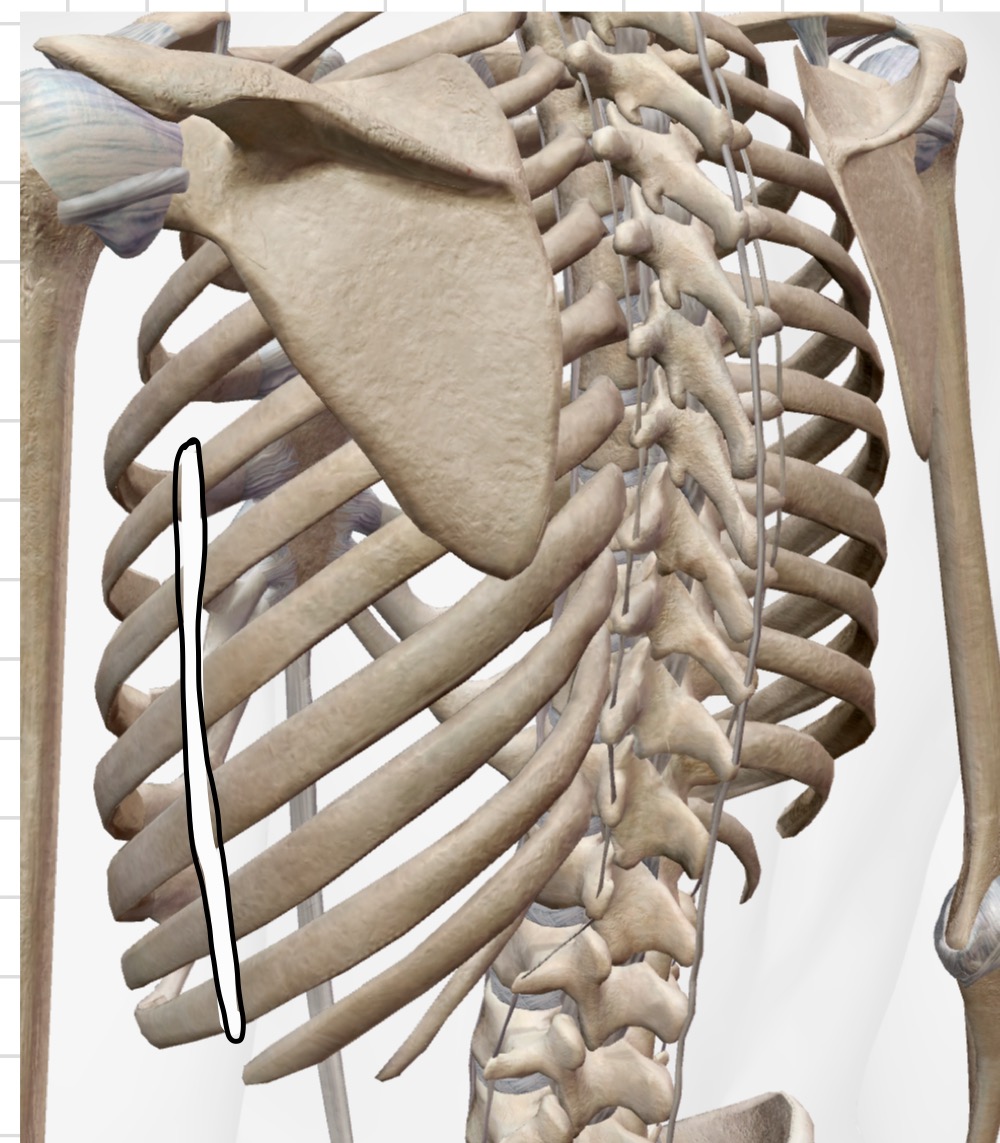 <p>identify the line of orientation</p>
