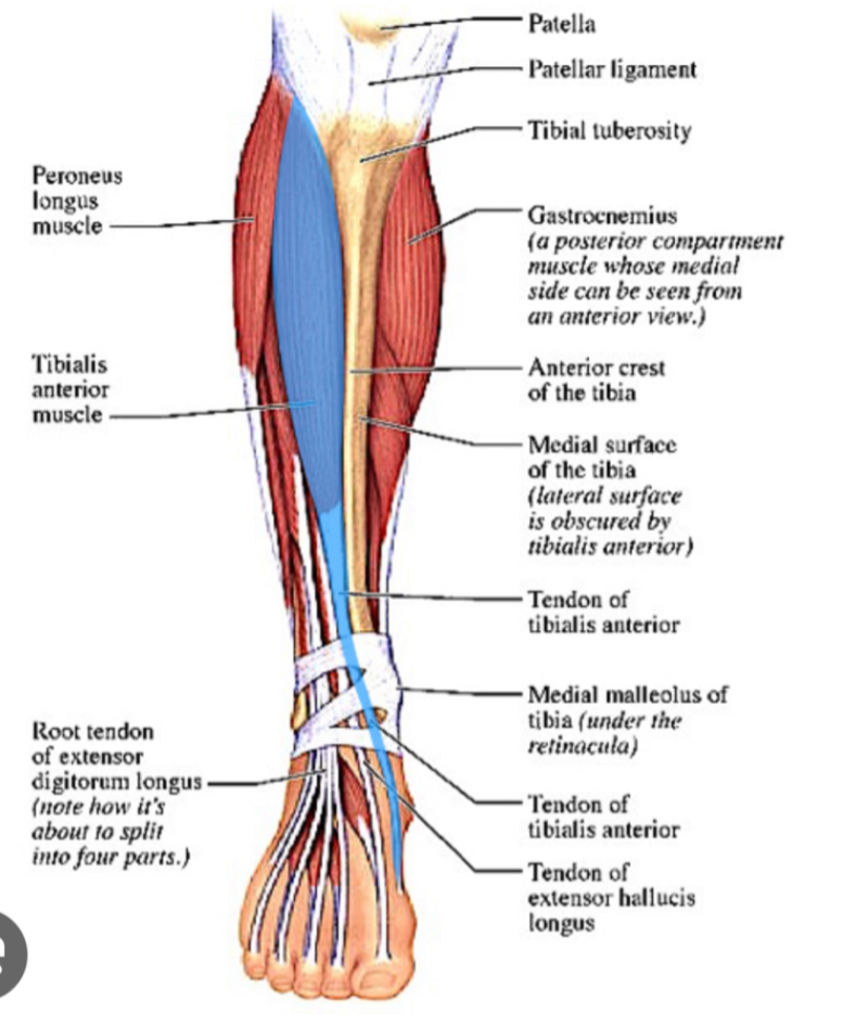 <p>Origem, inserção, inervação e função do m. tibial anterior:</p>