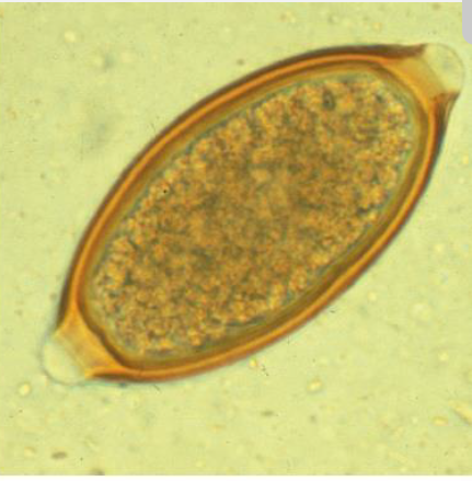 <p><span style="color: blue;"><em>Trichuris</em></span>: common name and species name for dogs</p>