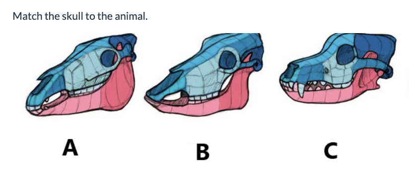 <p>Label the skulls?</p>