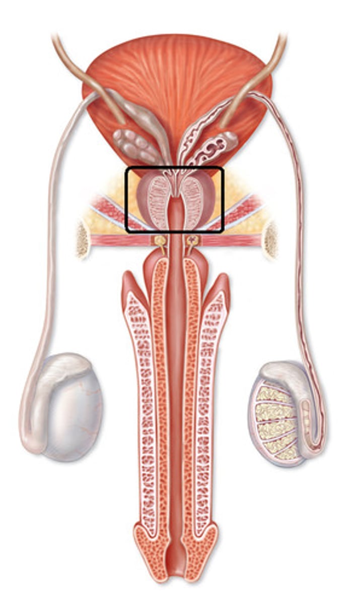 <p>The gland in males that controls the release of urine and secretes a part of semen that enhances motility and fertility of sperm.</p>