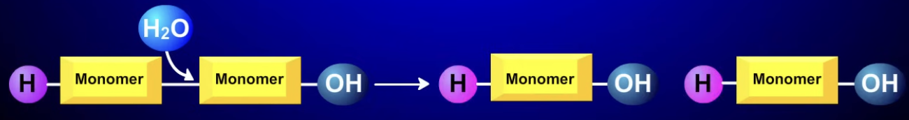 <p>breaks polymers into monomers</p><ul><li><p>hydroxyl group and hydrogen are attached, linking the monomers</p></li><li><p>water breaks them apart</p></li></ul><p></p>