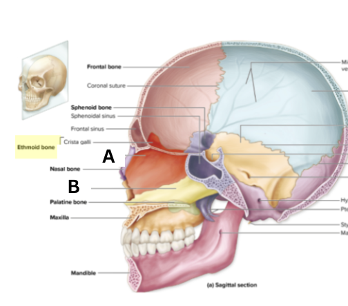 <p>what bone and its structures (A-B)</p>