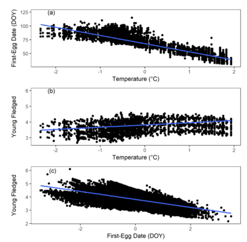<ul><li><p>birds lay earlier when its warmer</p></li><li><p>birds fledge more young when they lay earlier</p></li><li><p>shows plasticity</p></li></ul><p></p>