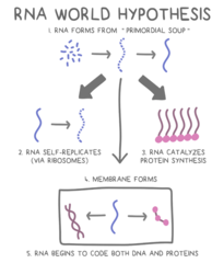 <p>states that RNA dominated Earth's primordial soup before there was life. </p><p>- RNA developed self-replicating mechanisms and later could catalyze reactions, such as protein synthesis, to make more complex macromolecules </p><p>- Since RNA is reactive and unstable, DNA later became a better way of reliably storing genetic information.</p>