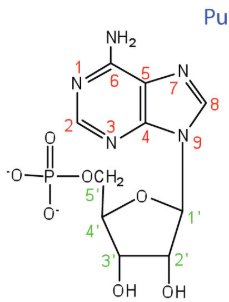 <p>nucleoside or nucleotide?</p>