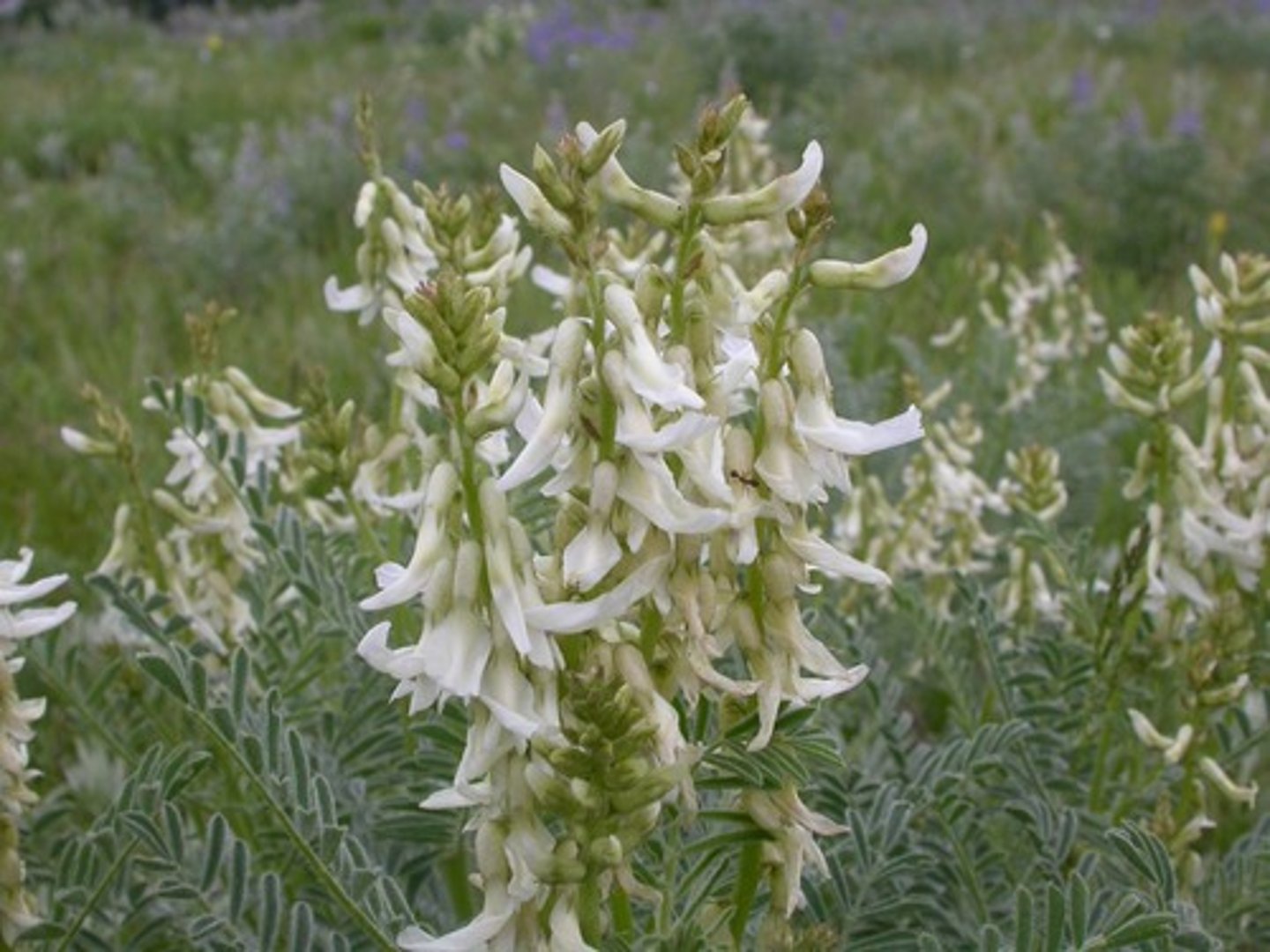<p>Astragalus drummondii</p>
