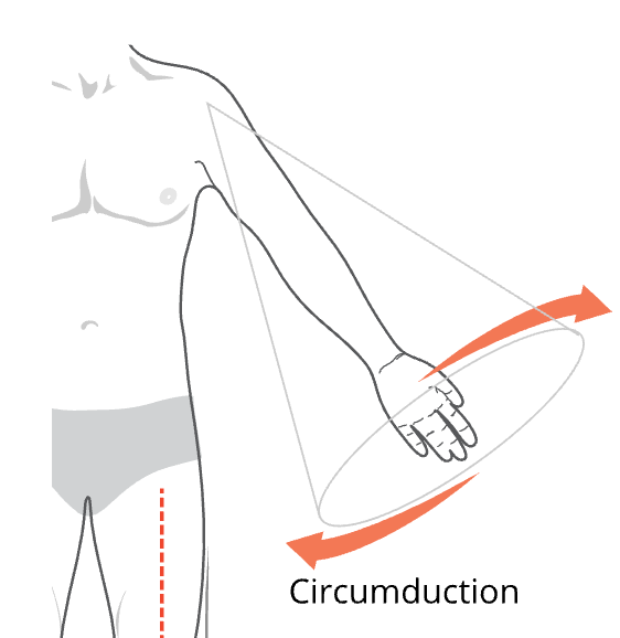 <p>Circumduction is a combination of what four movements that act to move a body region in a circular manner?</p>