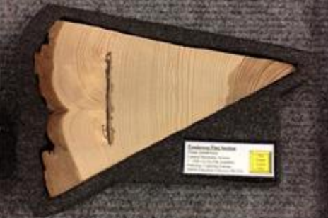 <p>What is this and what does it show? Bonus: How can the cause of the scar impact the surrounding forest?</p>
