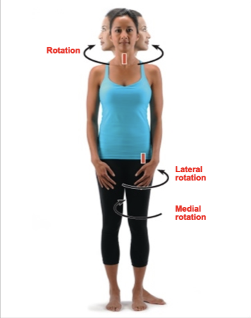 <p>rotation</p>