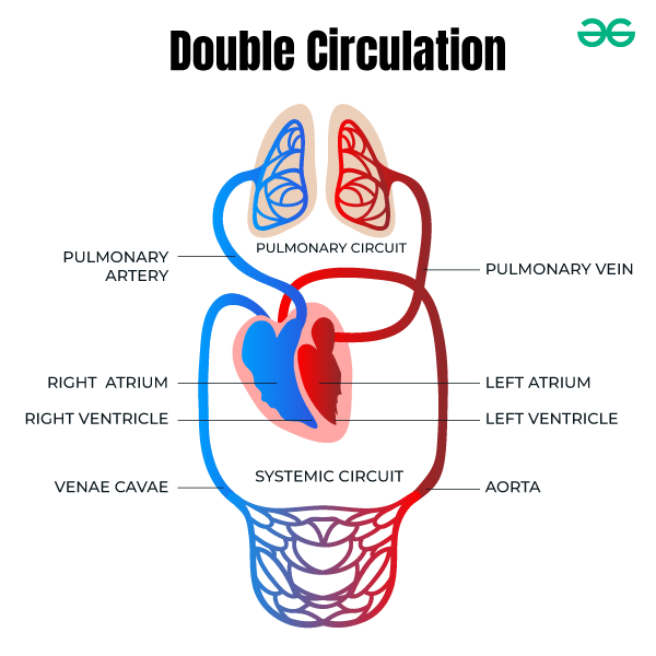 <p>Trace the systemic loop of circulation.</p>