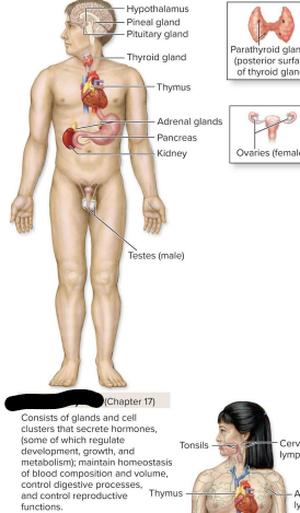 <p>Endocrine system</p>